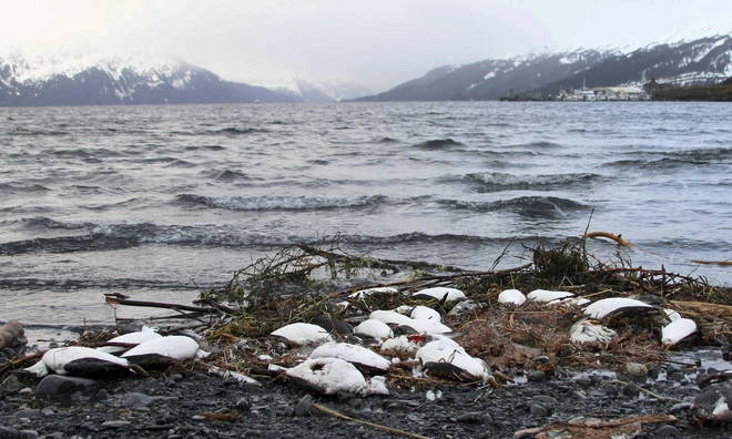 Biển ấm l&ecirc;n, những cụm nhiệt đại dương đ&atilde; giết chết 1 triệu con chim biển - Ảnh 1.