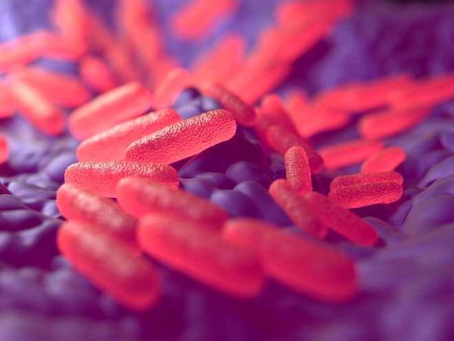 Vi khuẩn ho g&agrave; đ&atilde; kh&aacute;ng vắc-xin, ch&uacute;ng ta sẽ cần một vắc-xin mới trong thập kỷ tới - Ảnh 2.