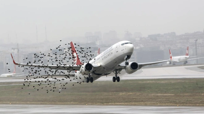 Điều g&igrave; sẽ xảy ra khi những ch&uacute; chim lao v&agrave;o b&ecirc;n trong động cơ m&aacute;y bay? - Ảnh 2.