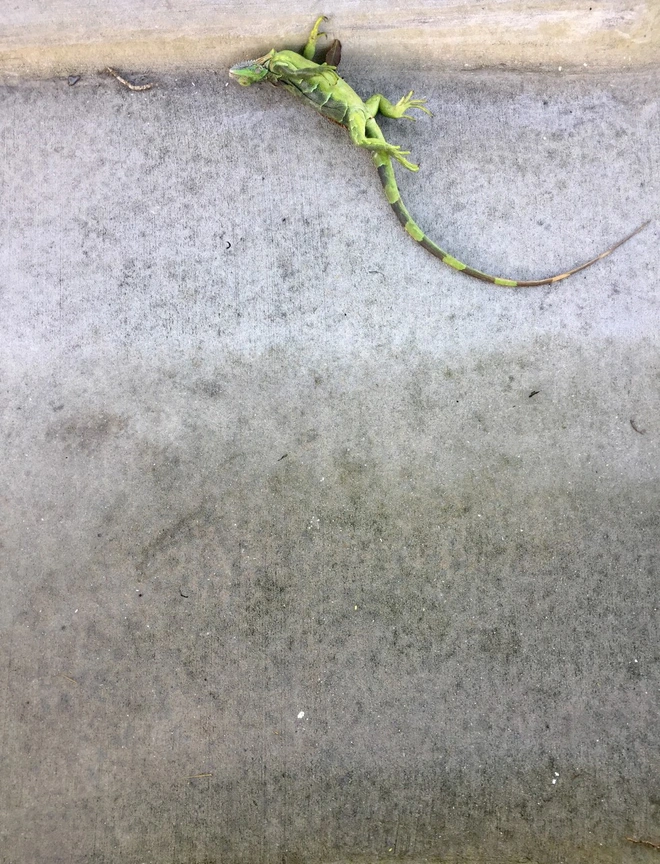 Kh&ocirc;ng phải ở đ&acirc;u cũng n&oacute;ng l&ecirc;n, Mỹ đang phải đối diện với cơn mưa thằn lằn k&igrave; qu&aacute;i v&igrave; thời tiết qu&aacute; lạnh - Ảnh 1.