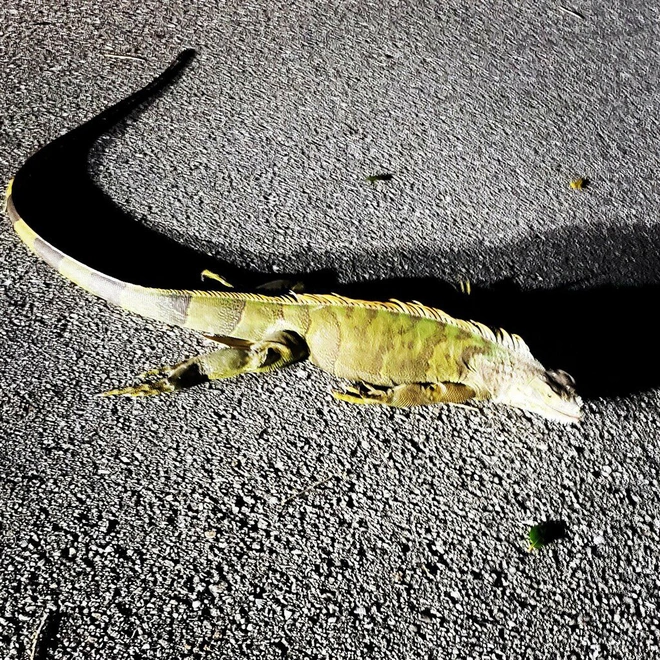 Kh&ocirc;ng phải ở đ&acirc;u cũng n&oacute;ng l&ecirc;n, Mỹ đang phải đối diện với cơn mưa thằn lằn k&igrave; qu&aacute;i v&igrave; thời tiết qu&aacute; lạnh - Ảnh 4.