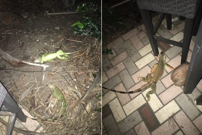 Kh&ocirc;ng phải ở đ&acirc;u cũng n&oacute;ng l&ecirc;n, Mỹ đang phải đối diện với cơn mưa thằn lằn k&igrave; qu&aacute;i v&igrave; thời tiết qu&aacute; lạnh - Ảnh 5.