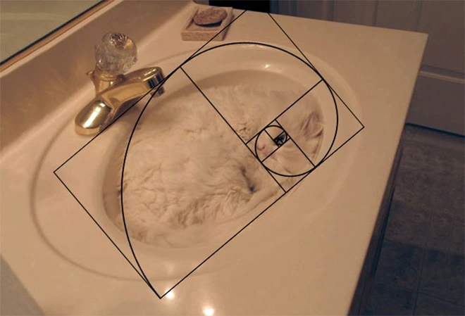 [Ch&ugrave;m ảnh vui] Tỉ lệ v&agrave;ng Fibonacci đ&atilde; chứng minh: M&egrave;o l&agrave; lo&agrave;i động vật ho&agrave;n hảo - Ảnh 10.