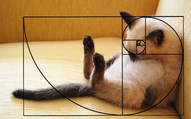 [Ch&ugrave;m ảnh vui] Tỉ lệ v&agrave;ng Fibonacci đ&atilde; chứng minh: M&egrave;o l&agrave; lo&agrave;i động vật ho&agrave;n hảo - Ảnh 13.