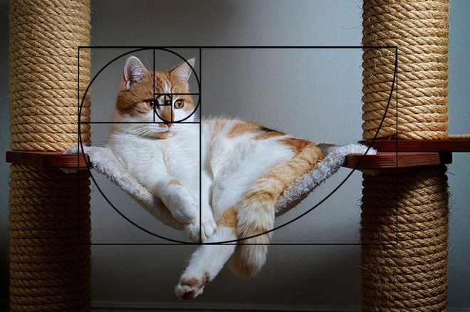 [Ch&ugrave;m ảnh vui] Tỉ lệ v&agrave;ng Fibonacci đ&atilde; chứng minh: M&egrave;o l&agrave; lo&agrave;i động vật ho&agrave;n hảo - Ảnh 18.