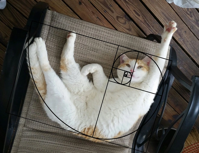 [Ch&ugrave;m ảnh vui] Tỉ lệ v&agrave;ng Fibonacci đ&atilde; chứng minh: M&egrave;o l&agrave; lo&agrave;i động vật ho&agrave;n hảo - Ảnh 2.