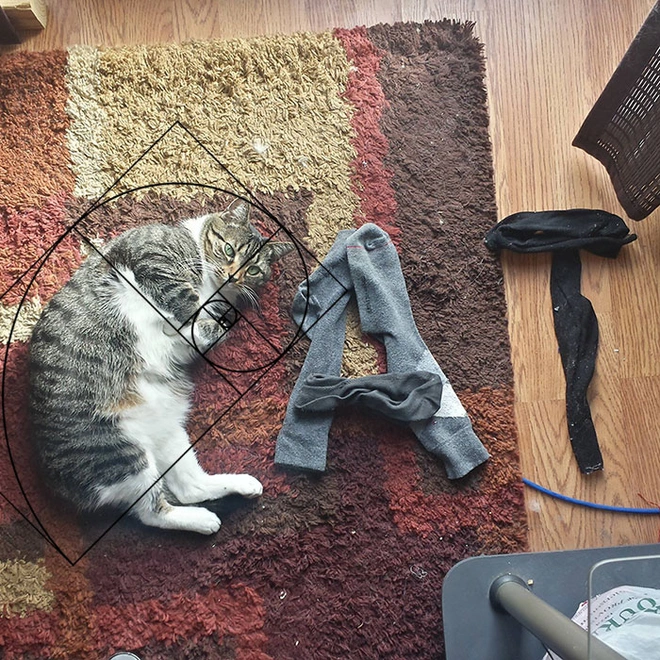 [Ch&ugrave;m ảnh vui] Tỉ lệ v&agrave;ng Fibonacci đ&atilde; chứng minh: M&egrave;o l&agrave; lo&agrave;i động vật ho&agrave;n hảo - Ảnh 20.