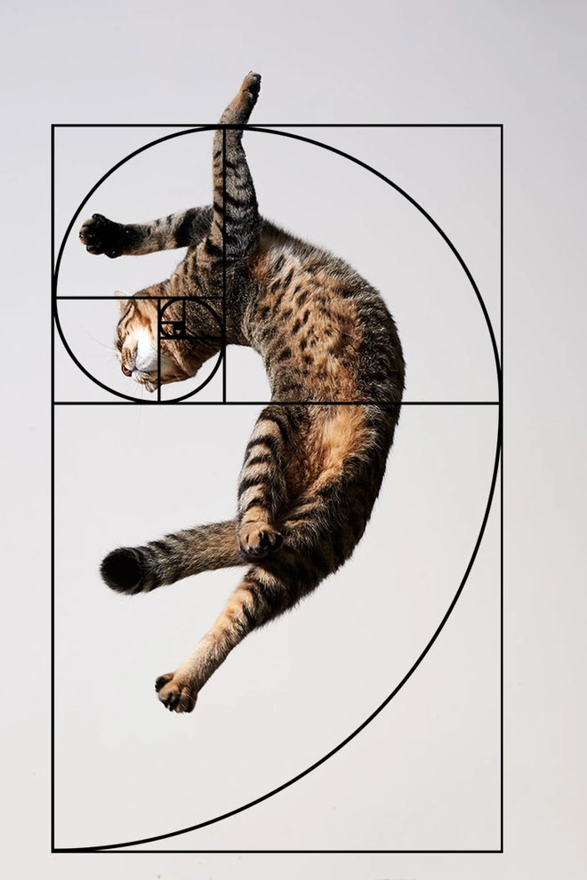 [Ch&ugrave;m ảnh vui] Tỉ lệ v&agrave;ng Fibonacci đ&atilde; chứng minh: M&egrave;o l&agrave; lo&agrave;i động vật ho&agrave;n hảo - Ảnh 5.