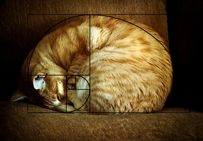 [Ch&ugrave;m ảnh vui] Tỉ lệ v&agrave;ng Fibonacci đ&atilde; chứng minh: M&egrave;o l&agrave; lo&agrave;i động vật ho&agrave;n hảo - Ảnh 8.