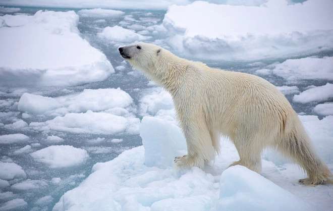 Sốc: Nồng độ CO2 trong kh&iacute; quyển đ&atilde; chạm tới ngưỡng cao nhất trong lịch sử lo&agrave;i người - Ảnh 3.