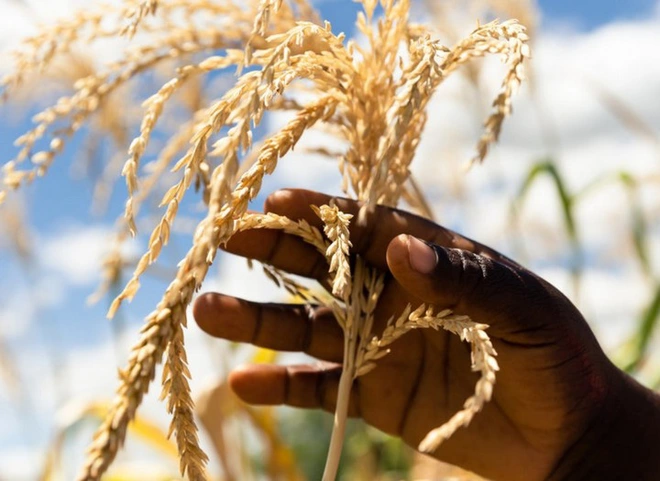 L&agrave;m n&ocirc;ng nghiệp sạch, bền vững l&agrave; ch&igrave;a kh&oacute;a để nu&ocirc;i sống h&agrave;ng tỷ người nhưng kh&ocirc;ng g&acirc;y hại cho h&agrave;nh tinh - Ảnh 1.