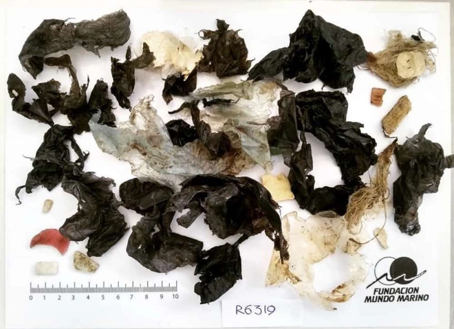 Một con r&ugrave;a xanh qu&yacute; hiếm phải uống thuốc xổ cả th&aacute;ng trời mới thải hết r&aacute;c nhựa trong bụng ra ngo&agrave;i - Ảnh 4.