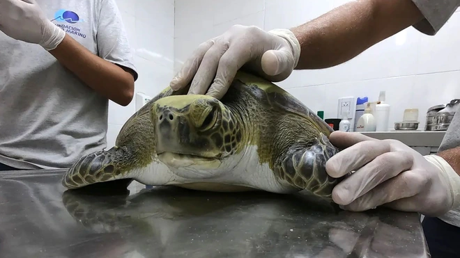 Một con r&ugrave;a xanh qu&yacute; hiếm phải uống thuốc xổ cả th&aacute;ng trời mới thải hết r&aacute;c nhựa trong bụng ra ngo&agrave;i - Ảnh 5.