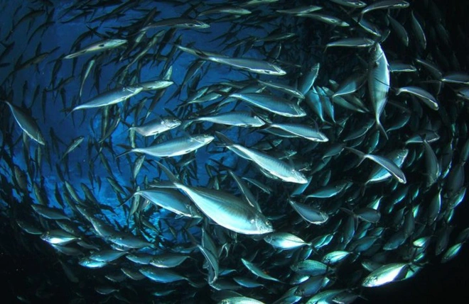 Con người đang khai th&aacute;c cạn kiệt nguồn lợi từ đại dương v&agrave; ch&uacute;ng ta sẽ phải trả gi&aacute; nếu kh&ocirc;ng sớm thay đổi - Ảnh 4.