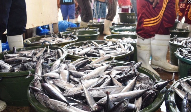 Con người đang khai th&aacute;c cạn kiệt nguồn lợi từ đại dương v&agrave; ch&uacute;ng ta sẽ phải trả gi&aacute; nếu kh&ocirc;ng sớm thay đổi - Ảnh 2.