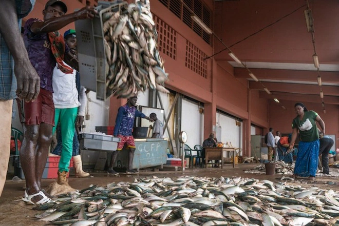 Con người đang khai th&aacute;c cạn kiệt nguồn lợi từ đại dương v&agrave; ch&uacute;ng ta sẽ phải trả gi&aacute; nếu kh&ocirc;ng sớm thay đổi - Ảnh 1.