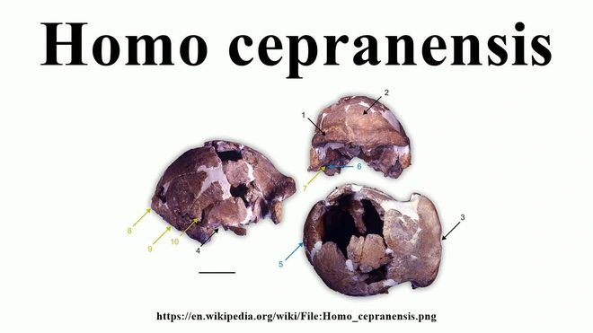 Những người anh em họ bất hạnh của lo&agrave;i người đ&atilde; biến mất trước b&igrave;nh minh của nền văn minh như thế n&agrave;o? - Ảnh 8.