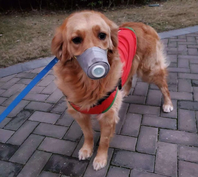 Lo sợ virus corona, người d&acirc;n Trung Quốc đeo khẩu trang cho cả th&uacute; nu&ocirc;i - Ảnh 7.