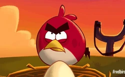 Đã tìm thấy nguyên mẫu đời thực chuẩn không cần chỉnh của chú chim Red trong Angry Birds