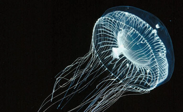 65 điều thú vị về loài Sứa (Phần 1)