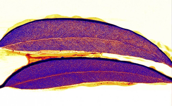 Phát hiện loại lá cây đặc biệt có chứa vàng