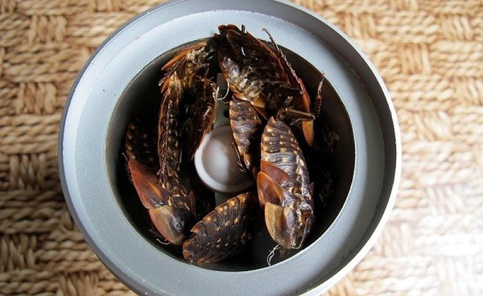 Kinh dị tác dụng làm đẹp từ nọc rắn, phân chim, tinh dịch, côn trùng ...