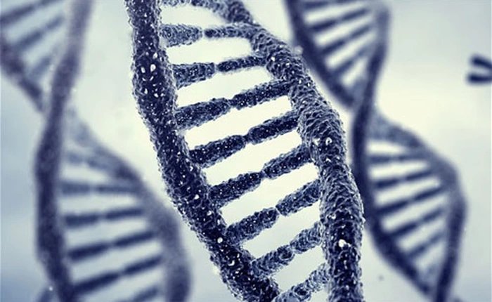 Ký ức có thể di truyền qua nhiều thế hệ