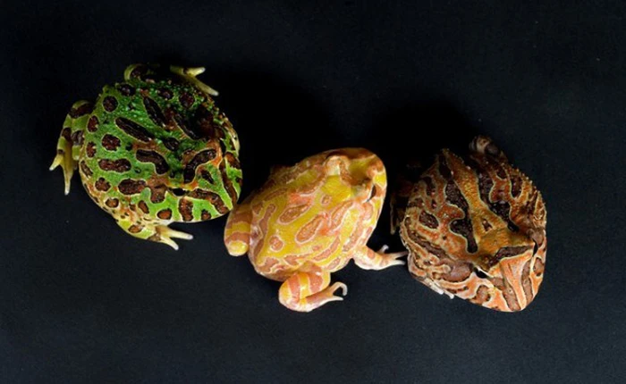 Những khám phá mới về các loài vật