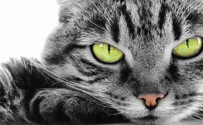 Con người và sự thuần hóa muôn loài