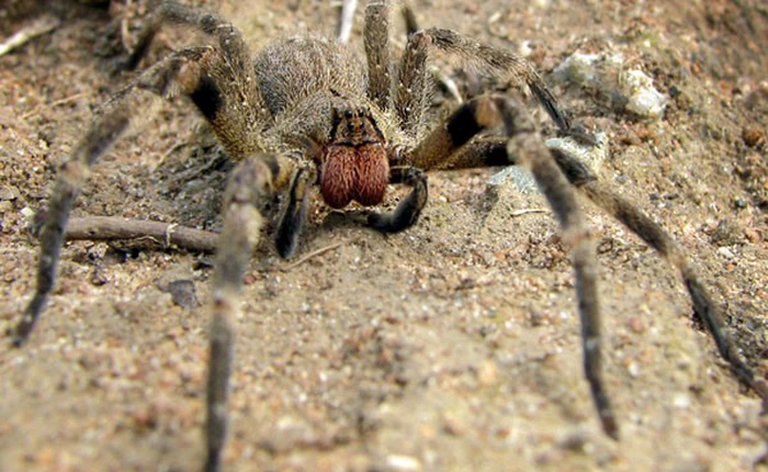 Những điều có thể bạn chưa biết về loài nhện độc nhất thế giới