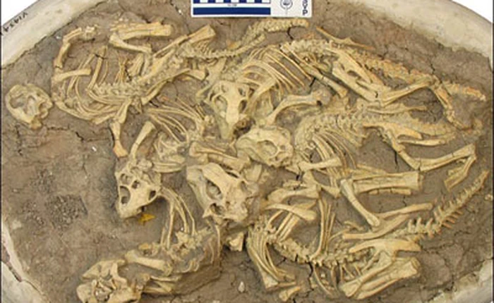 Hóa thạch và những điều bí ẩn (phần 2)