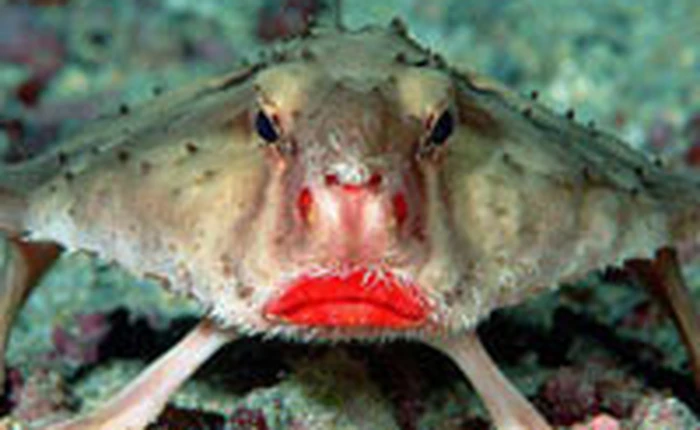 Những loài động vật dị thường hiếm gặp nhất trên Trái Đất