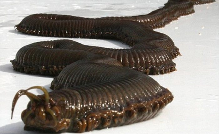 Những quái vật kỳ lạ bên bờ biển từng được tìm thấy