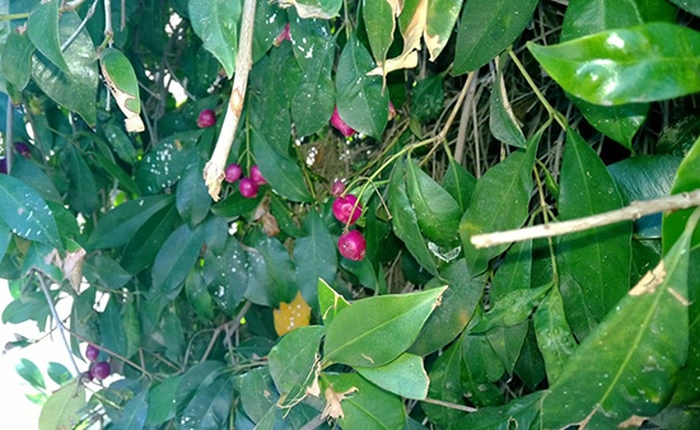 Lộ ảnh chụp sắc nét từ camera Lumia 929