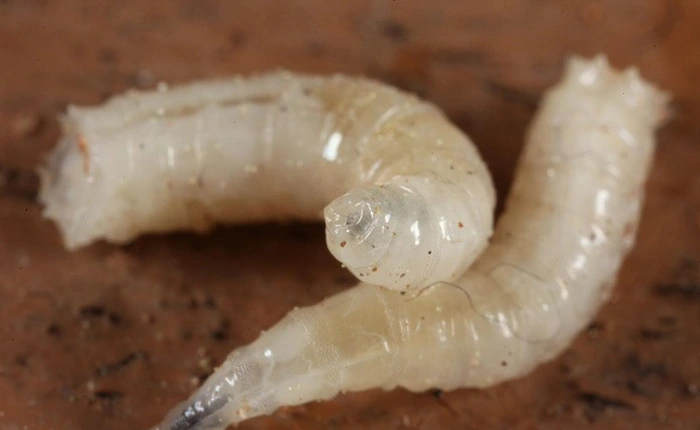 Những điều tưởng như độc hại nhưng có thể cứu sống bạn