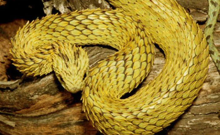 Cận cảnh những loài vật 'bọc thép' trong thiên nhiên