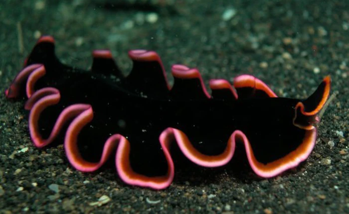 Những tập tính sinh sản và tồn tại khó hiểu ở động vật