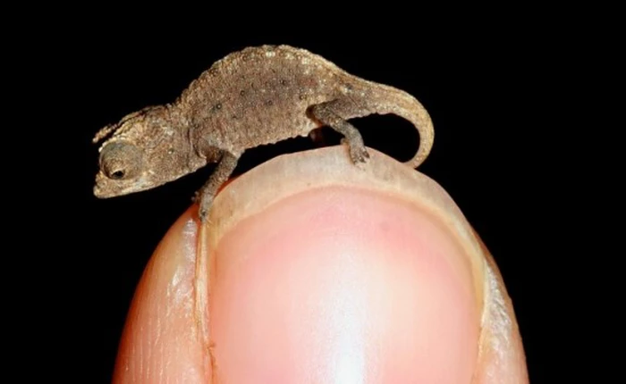 Kỳ lạ những loài động vật tí hon nhất thế giới