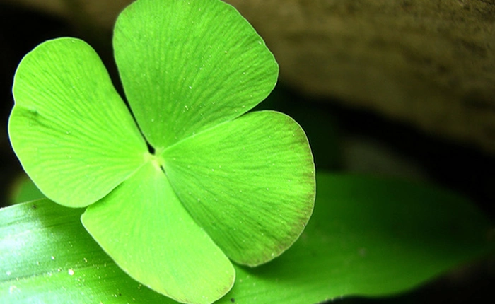 Bí ẩn dẫy số Fibonacci và sự trùng hợp kinh ngạc trong tự nhiên