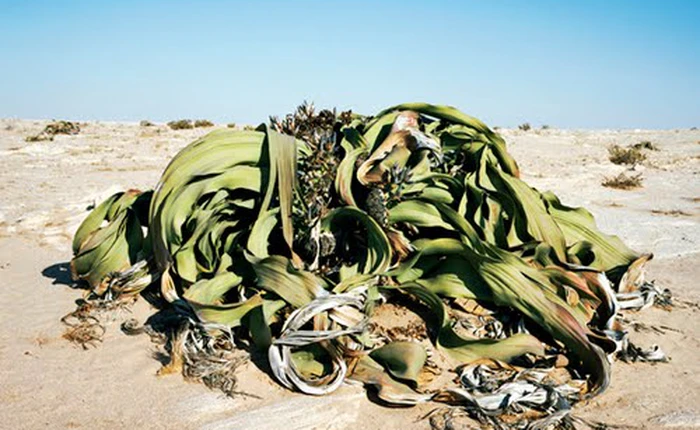 Những sinh vật cổ xưa nhất trên trái đất còn tồn tại ngày nay