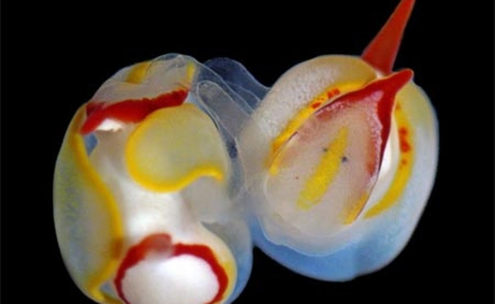 Kiểu "cưỡng dâm" kỳ lạ của hải sâm