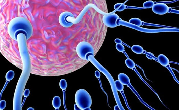 Những điều thú vị có thể bạn chưa biết về tinh trùng của người