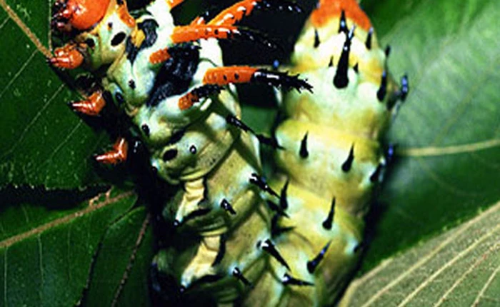 Những loài côn trùng có kích thước ‘siêu khủng’