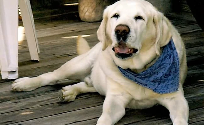 Những thú cưng đại gia nhất thế giới