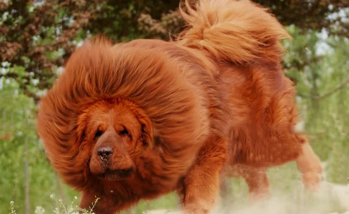 Cách tính tuổi của chó