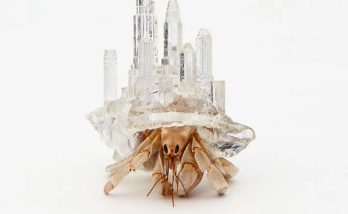 Ốc mượn hồn vác cả tòa lâu đài trên lưng