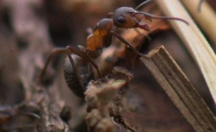 Một số điểm tương đồng giữa kiến và người mà chúng ta chưa biết