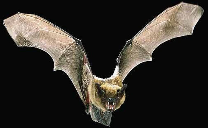 7 'ma cà rồng' khát máu nhất trong thế giới tự nhiên