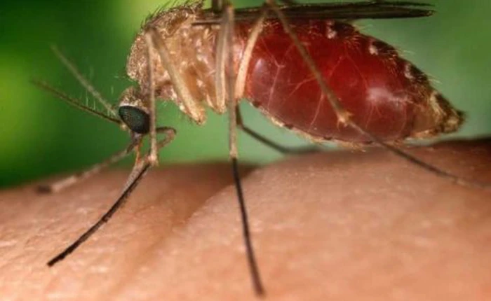 Lý giải tại sao một số người không bao giờ bị muỗi đốt