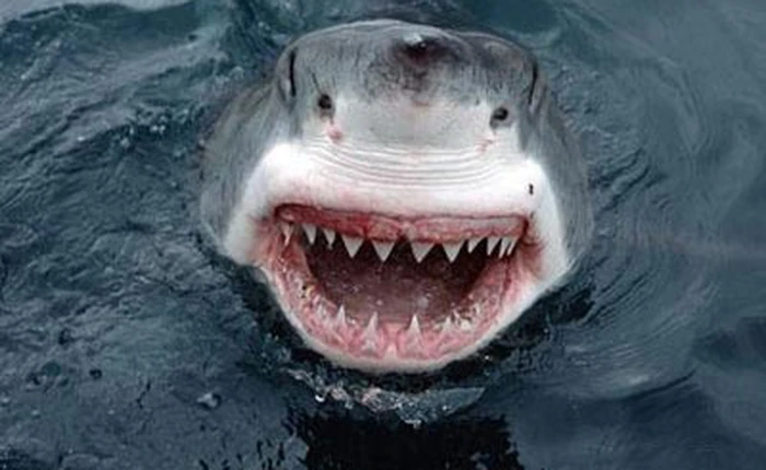 Bảng xếp hạng những loài vật nguy hiểm nhất hành tinh